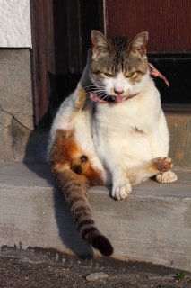 来年は猫年じゃない？ 干支に入れず恨み節の“にゃんたま君”