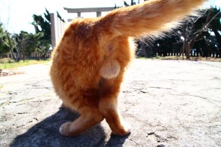 “にゃんたま”は神様の化身？幸せを呼ぶまあるい鈴カステラ