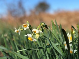 春の訪れと幸運をもたらす…強くてたくましく美しい「水仙」
