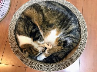 すっぽり 2021.1.10（日）