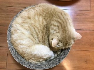 こんもり 2021.1.15（金）