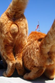 尊さの極み…青空に映える楽園島のツートップ“にゃんたま”様