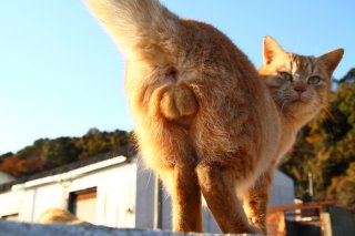 陽を浴びて金色に輝く“にゃんたま”君…真っ直ぐな視線の先は