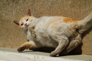 汚れた手足と可愛いお顔“にゃんたま”のギャップにきゅんです