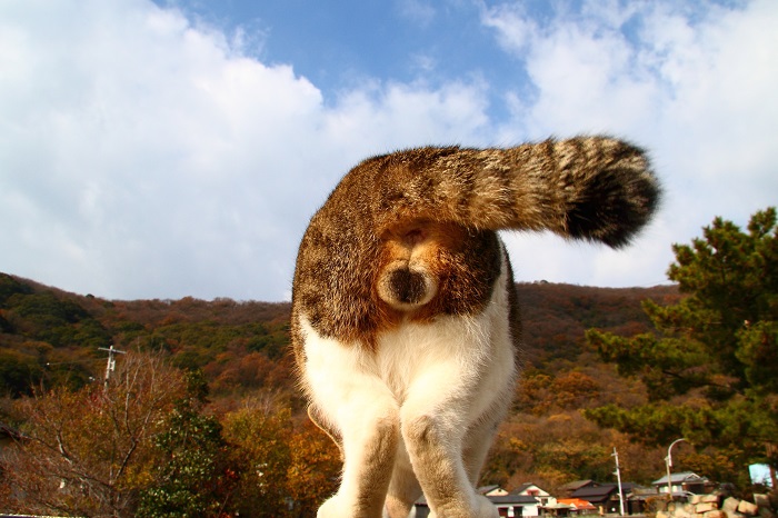 （Ｃ）芳澤ルミ子