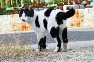 こんなの見たことない！今年にピッタリなウシ柄“にゃんたま”