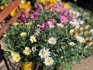 金運UPにも効果大！ 女性の守護神に捧げる“マーガレット”