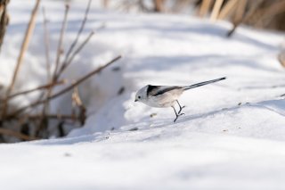 息をのむ瞬間 2021.1.23（土）
