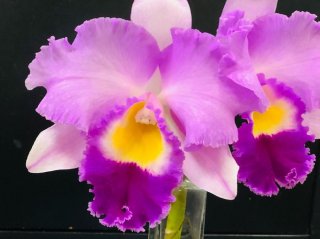 香りで癒されたい貴方にオススメ！洋ランの女王「カトレア」