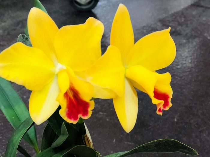 ミニタイプのカトレアはお安く手にはいりますわよ