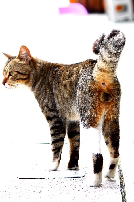 （Ｃ）芳澤ルミ子