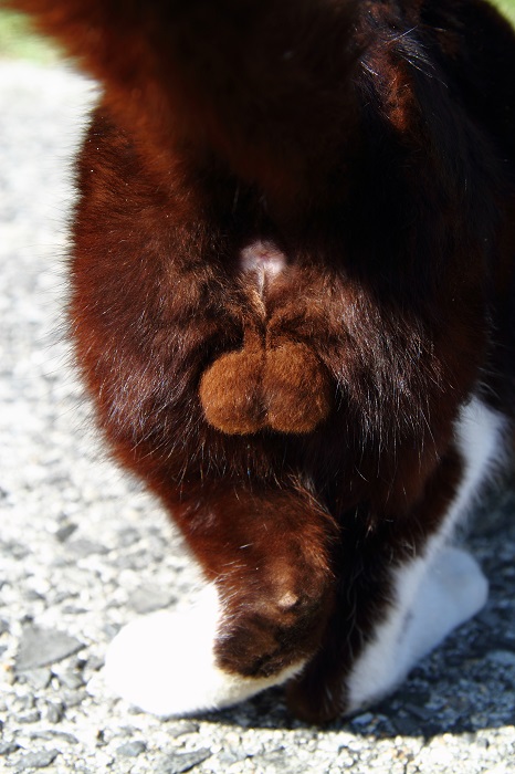 （Ｃ）芳澤ルミ子