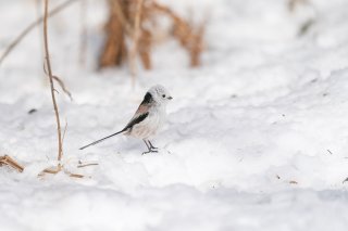 明るい未来に一票！ 2021.1.28（木）