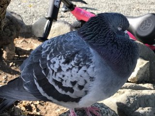 寒いね 2021.1.30（土）