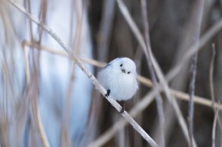 あと1カ月？ 2021.2.7（日）