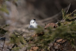 ダーウィンの日 2021.2.12（金）