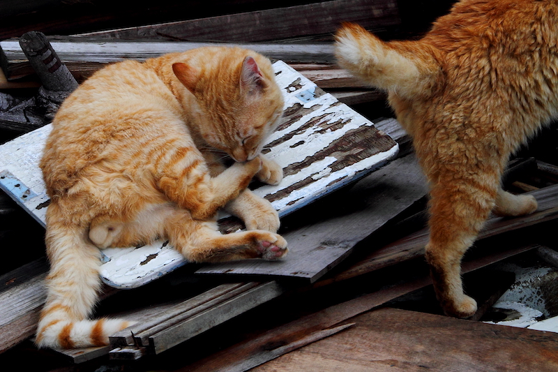 （Ｃ）芳澤ルミ子