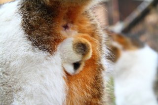 100億円の価値あり!ありがた~い激レア三毛猫“にゃんたま”