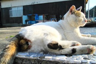 恋の季節はもうすぐ…雌猫の呼び声に耳を澄ます“にゃんたま”