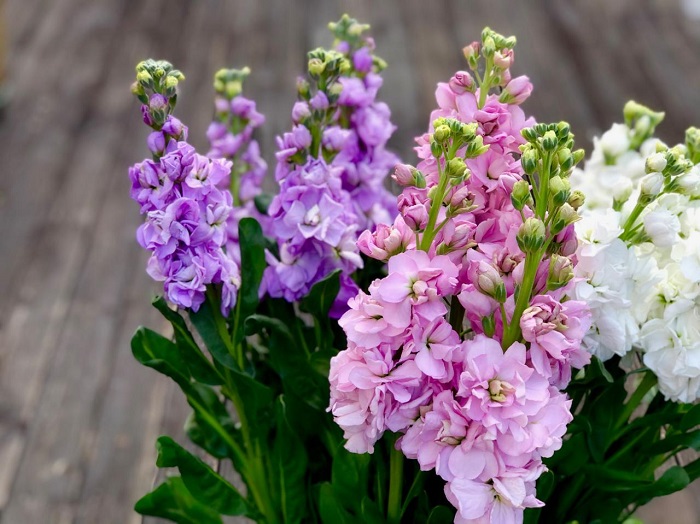 今回のお花は「ストック」です