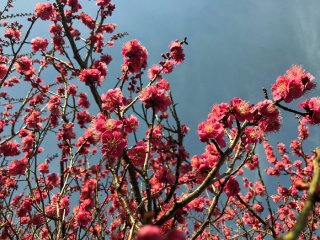 春の気配 2021.2.24（水）