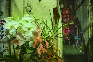 路地裏に咲く花 2021.2.15（月）