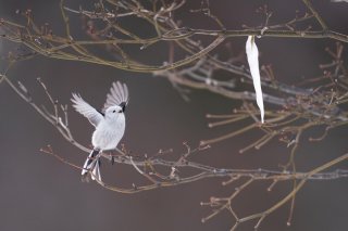 まっしぐら 2021.2.17（水）