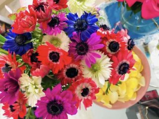 神話で悲劇の恋の花は金運にも効果あり!春の風と“アネモネ”