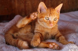 撮影に成功!好奇心旺盛なつぶら“にゃんたま”の大胆ポーズ