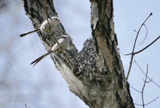 妻が主導に限る？ 2021.2.27（土）