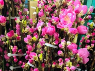 大人の女性にも大事な行事…上巳の節句に「桃の花」で厄払い