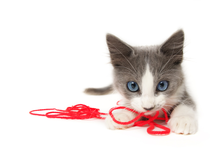 運命の赤い糸の先は猫でした（写真:iStock）