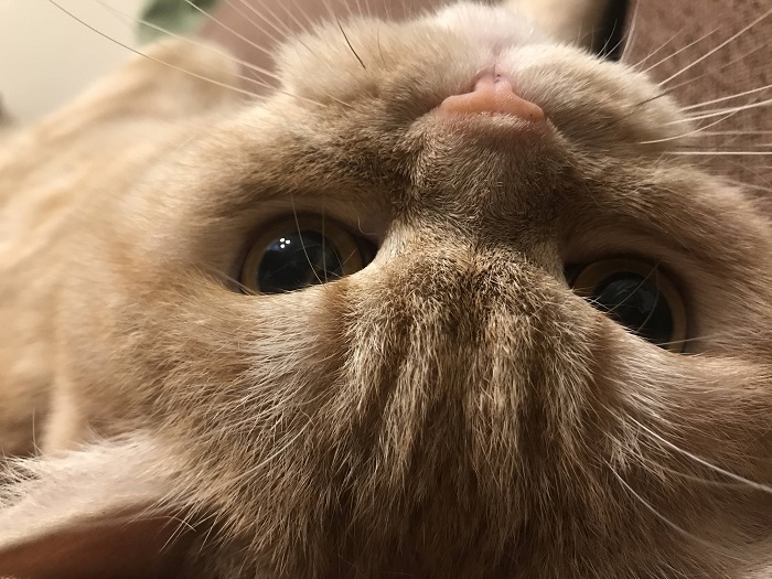 実は「コロナ」っていうんです