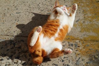 春だ!日差しをたっぷり浴びたお腹と“にゃんたま”にほっこり