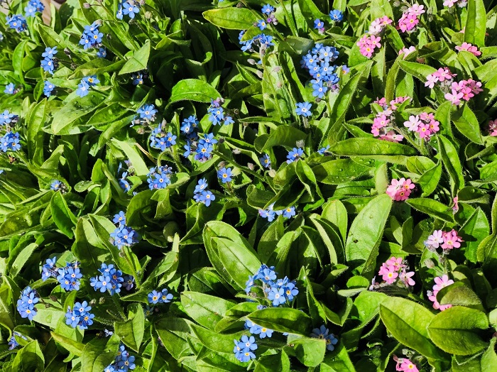 ワスレナグサ、続々と入荷しております