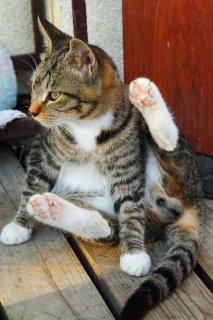 男らしく告白できるかにゃ?恋する“にゃんたま”ボーイを応援