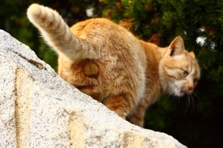 変顔じゃないよ!好きなあの子の匂いを分析中の“にゃんたま”