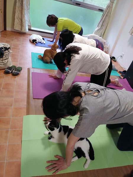 にゃんとかなるさ～（提供写真）