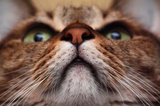 猫を上手に撮る7つのテクニック 女性のポートレートのように