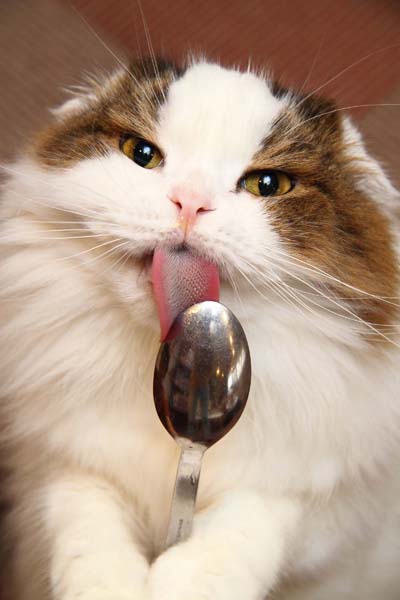 B. 好奇心旺盛な愛くるしい瞳　（撮影：芳澤ルミ子）