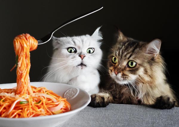 食いしん坊な猫達のショットが！（Ｃ）MARCO