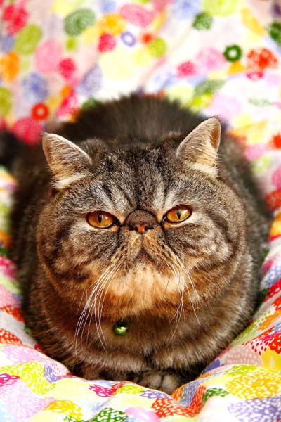 ユーチューブでお水を味わって飲む動画がバズったぶりた（提供写真）