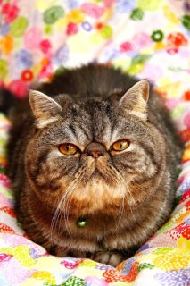 SNSで話題のスター猫が大集合！ 個性豊かな「バズり猫」たち