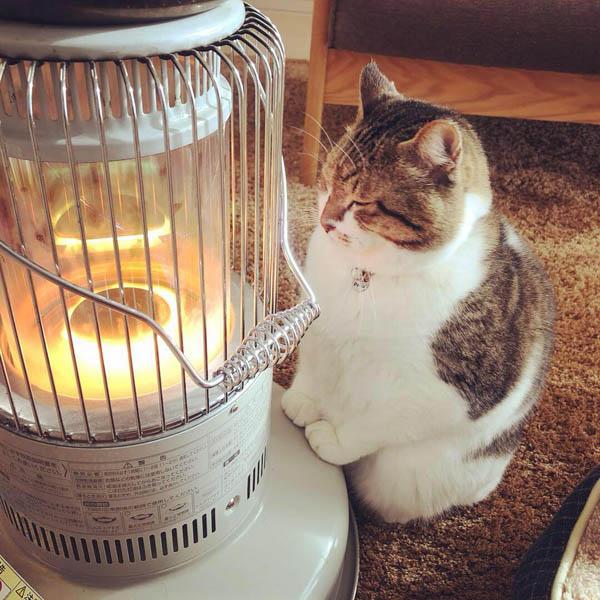 ストーブの前にちょこん（提供写真）