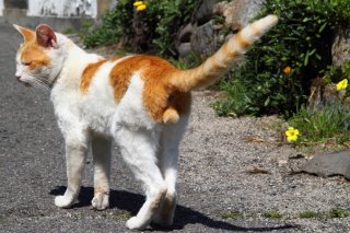 お昼寝で寝坊した“にゃんたま”君…きょうの猫集会の議題は？