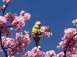 桜とインコ 2021.3.26（金）