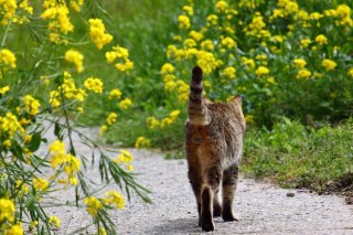 おんにゃの子が見てる？かわいい勘違いでご機嫌“にゃんたま”