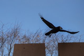 思い切り羽を伸ばして飛びたい 2021.3.22（月）