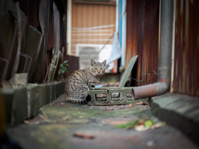 野良猫は厳しい環境で生きている（写真:iStock）