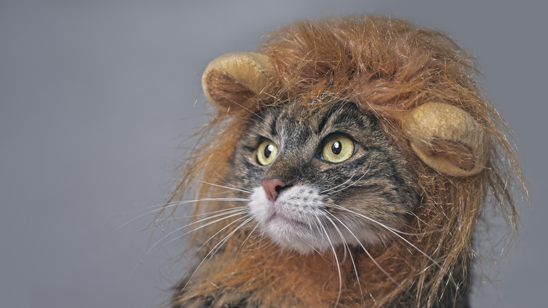 俺様ぶってるけど本当は小心者なのかも（写真:iStock）